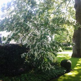 Tuin met bloeiende bomen